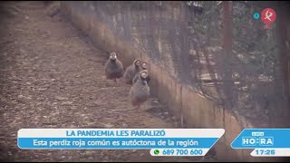 La cría de la perdiz roja una raza muy vinculada a Extremadura  A esta hora [upl. by Kennith322]