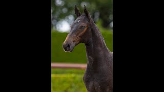 Cartello Fortune LF VDL  Cartello x Quidam de Revel [upl. by Ballman]