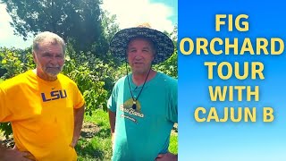 Huge Fig Orchard Tour  CajunB  Rare and Exotic Fig Collection [upl. by Nalon]