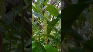 Greater galangal permaculture garden gardening permaculturelife [upl. by Renrag]