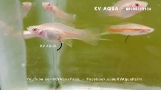 Albino White Swordtails  Ornamental Fish Farming in Kerala [upl. by Naivart]