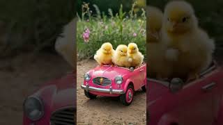 Baby chicks on the car Cute chick sound yellow chick short cuteanimals animalsyoutubeshorts [upl. by Obala679]