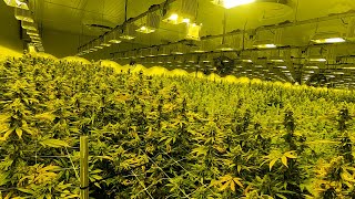 Take a tour of the largest cannabis grow facility in NJ [upl. by Enirehtak]