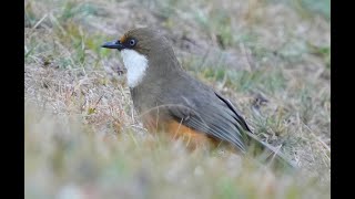 Whitethroated Laughingthrush 白喉噪眉 [upl. by Jeramey552]