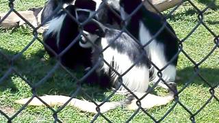 Colobus monkeys at Tanganyika Wildlife Park in Goddard Ks [upl. by Aziram]