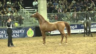 Italiano con Larabo cavallo arabo  Fieracavalli 2013 Verona [upl. by Marigold]