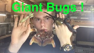 Giant alive Bugs [upl. by Anaerb]