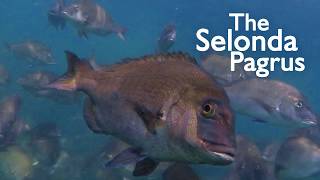 The Selonda Pagrus [upl. by Uri]