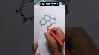 Collenchyma Tissue Diagram Easy shorts youtubeshorts viral draw drawing shortvideo [upl. by Aved]