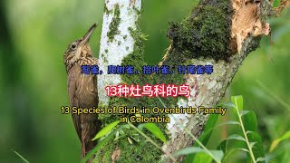 13 Species of birds in Ovenbird Family [upl. by Eeresid643]