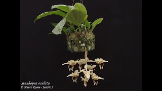 Minhas Dicas de Cultivo de Orquídeas 73 [upl. by Yzmar]