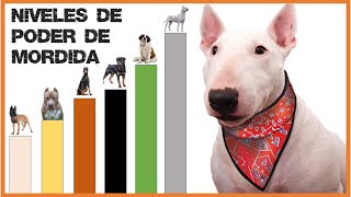 Razas de Perros con la Mandíbula mas Poderosa [upl. by Blackman]