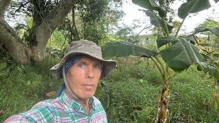 Tropical Fruit Tree Food Forest Farm 10 Acre Tour  Monthly Update Part 2  41824 [upl. by Lanos]