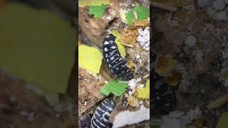 Zebra pods Armadillidium maculatum shorts isopods inverts cute cutepets metallica [upl. by Alemak146]