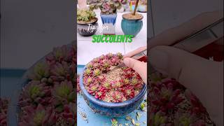 Succulent Success in Just 10 Minutes a Day [upl. by Krystin600]