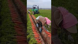 Carrot harvesting tricks 🥕 us farming secrets  carrot farming tips shorts agriculture kheti [upl. by Cornelia]