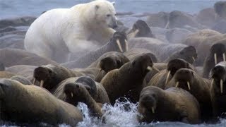 Polar Bear vs Walrus colony  BBC Planet Earth  BBC Studios [upl. by Eoj]