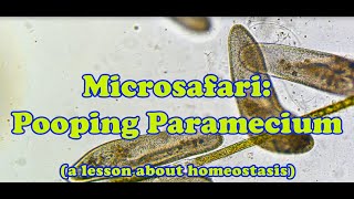 Microsafari Paramecium Pooping [upl. by Even]