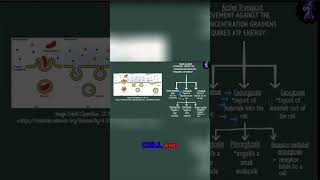 Endocytosis vs Exocytosis Understanding Cell Transport [upl. by Erskine410]