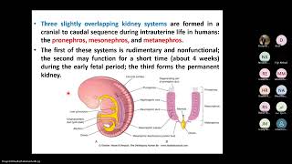 Development of Urogenital System Part 1 Development of the Kidney [upl. by Dulla]