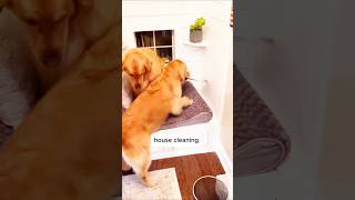 Dog Running best for Bedroom dogtalking doglover dogtrainingtips puppy [upl. by Ardiekal141]