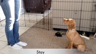 Vizsla puppy Tricks amp Dog training 10 wks old [upl. by Erasaec422]