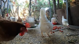 Backyard Chickens Long Relaxing Video Sounds Noises Hens Clucking Roosters Crowing [upl. by Ebeneser]