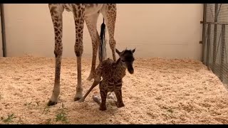 Jirafa bebé da sus primeros pasos en Zoológico de Cincinnati [upl. by Bowerman]