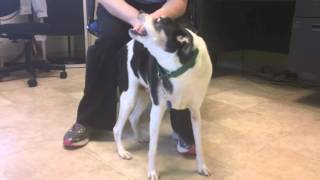 Taters a Rat TerrierBeagle mix available for adoption at the Wisconsin Humane Society [upl. by Ahsiliw344]