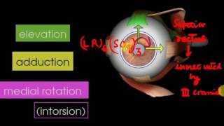 OPHTHALMOLOGY LECTURES Extraocular muscles BASIC CONCEPTS [upl. by Marrilee]