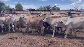 Wendourie Charolais steers [upl. by Rawden]