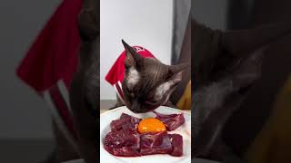 Asmr cat food  asmr sound  asmr asmr cutecatsounds asmrsounds cat cutecatsounds catfood [upl. by Laud317]