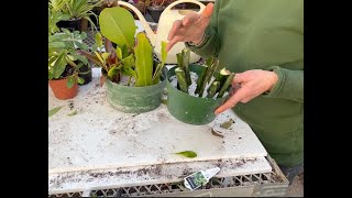 Using Perlite For Propagation [upl. by Prasad]