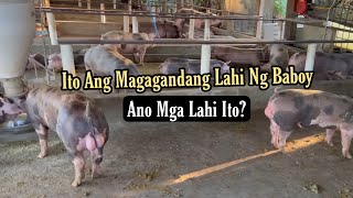 Mga Klase Or Lahi Ng Baboy Na Dapat Alagaan Fattening  Ang Gagandang Lahi Ng Mga Baboy To [upl. by Mylo70]