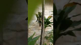 Grasshopper  tipaklong fypyoutube [upl. by Trumann34]