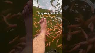 Experience Madu Ganga Fish Massage  Balapitiya  Sri Lanka [upl. by Karsten]