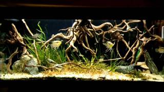 Orinoco biotope some cheating full tank view [upl. by Anuala]