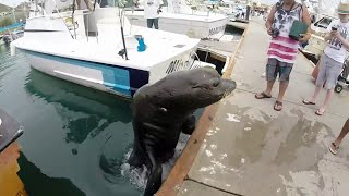 Pancho the sea lion Cabo San Lucas [upl. by Feliks]