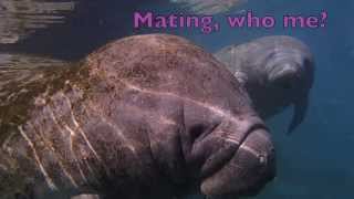 Mating Manatees of Crystal River [upl. by Nosnorb]