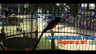 SUARA BURUNG  Uji Nyali Murai Batu Raja Petir Magelang BC Di Piala Pakualam Jogja 2016 [upl. by Naldo280]