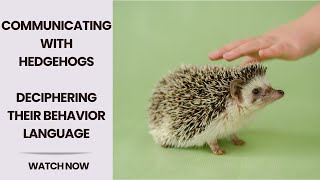 Decoding Hedgehog Language Understanding Behavior and Communication  Cracking the Hedgehog Code [upl. by Ettelra]