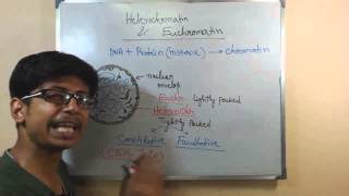 Euchromatin and hetero chromatin  structure and difference [upl. by Adiesirb612]