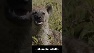 Hyenas The Sounds of Laughter Howls and More Wild Audio [upl. by Anaderol]