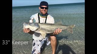 Fort Desoto Snook [upl. by Kcirdle486]