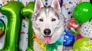 Happy Birthday Memphis The Husky 🎂 11 Years Old [upl. by Harv]