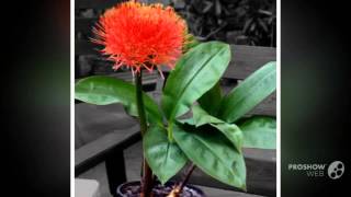 Haemanthus  garden plants [upl. by Yrallih]