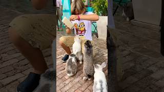 Funny Feeding rabbits 🐇 🐰 funny short feeding [upl. by Sonitnatsnok]