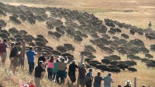 Custer State Park Buffalo Roundup Camera angles [upl. by Enelak280]