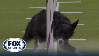 Vanish the Border Collie wins the 16quot class in the Masters Agility Championship  Westminster [upl. by Eneloc]