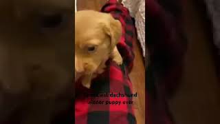 Spunkiest wiener dog dog puppy ever cute beautiful fyp music  puppies [upl. by Eltsyrc]